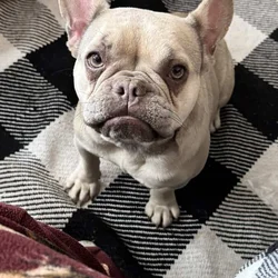 Akc Frenchie girl