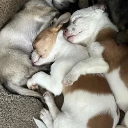 3 Pups For Sales (individually)