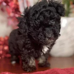 Adorable Havanese Puppies