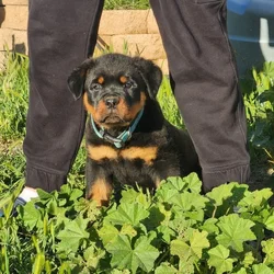 Full bread Rottweiler puppy with AKC parents