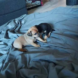 Very cute Jackchi puppies