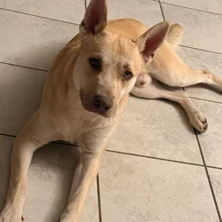 Husky mix - Looking for loving family