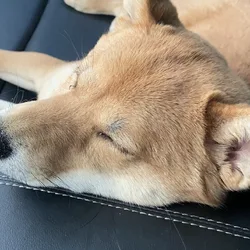 shiba Inu