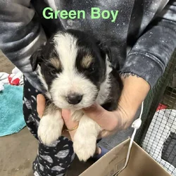 Aussie / Border Collie