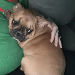 French Bulldog for sale