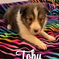 Tobyy