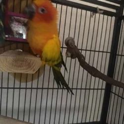 Sun Conure 1 year