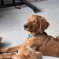 5 mo Male Golden Retriever