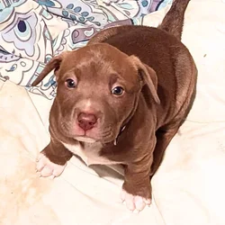Adorable Puppies 4 Sale