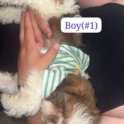 Shih tzu puppies