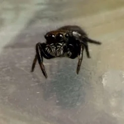 Regal Jumping Spider Slings