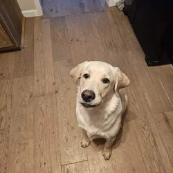 Young lab