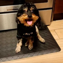 Loving Dog Needs a Family