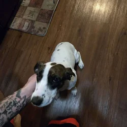 Terrier hound mix