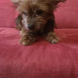 Terrier female looking for a home