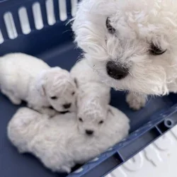 Korean Teacup Bichon Frise puppy