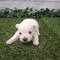 Westies