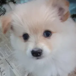 Pomeranian puppy Buck