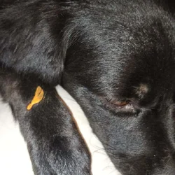Rowena Urgently Needs To Be Rehomed