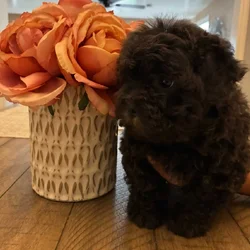 Maltipoo puppy in need of a good home
