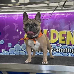 Frenchie for sale