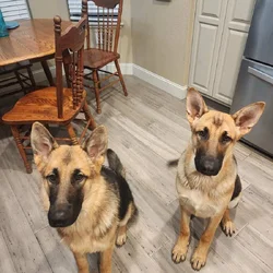 Rehoming 2 German Shepherds