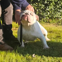 English Bulldog Female Adult