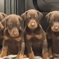Doberman puppies