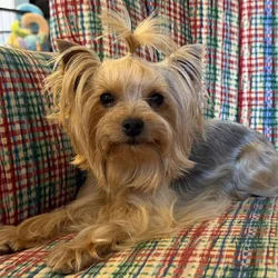 Adult Female Yorkshire Terrier