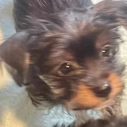 PUREBRED TEACUP YORKSHIRE TERRIER