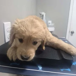 Goldendoodle puppies
