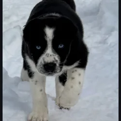 Husky dalmation puppies