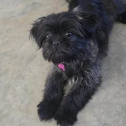 Shih Tzu