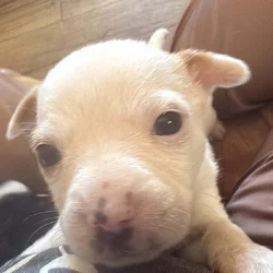 Heeler corgi mix pupies