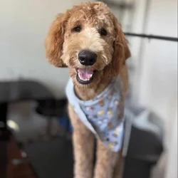 1 year old dog for sale