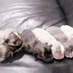 Frenchie puppies