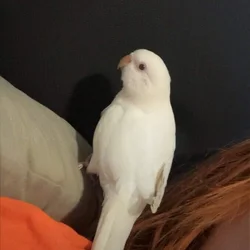 2 Quaker parrots for sale