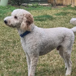 Goldendoodle for Sale