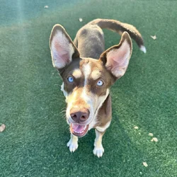 Female Husky mix in need of rescue/home