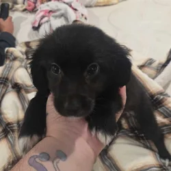 Mix breed small pup