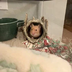 Female Syrian Hamster