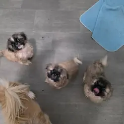 Sukis puppy #3
