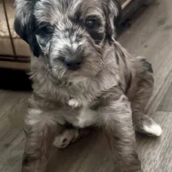 LABRADOODLE PUPPIES
