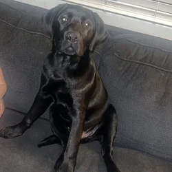 Labrador retriever