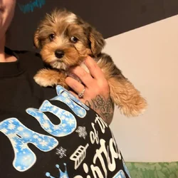 Merle 3 month yorkie boy