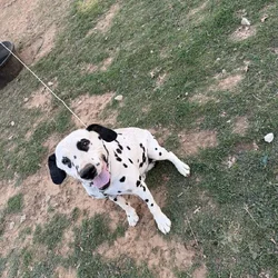 Dalmatian