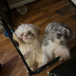 Adorable Pups