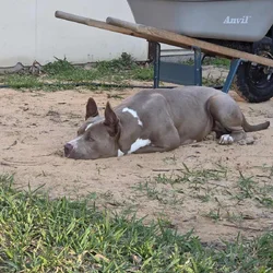 Dog in need of home