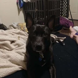 Max free to good home
