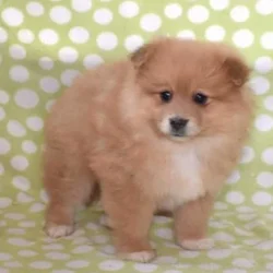 Meet Simba: Your New Little Lion Pup!
